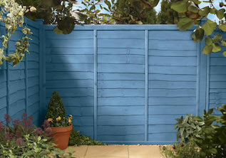 Forget Me Not Garden Fence Colour