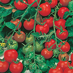 Gardeners Delight Tomatoes