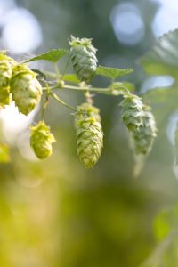 Growing hops