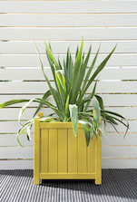 Dazzling Yellow Planter Colour