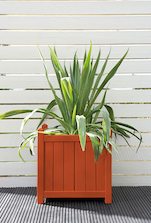 Honey Mango Planter Colour